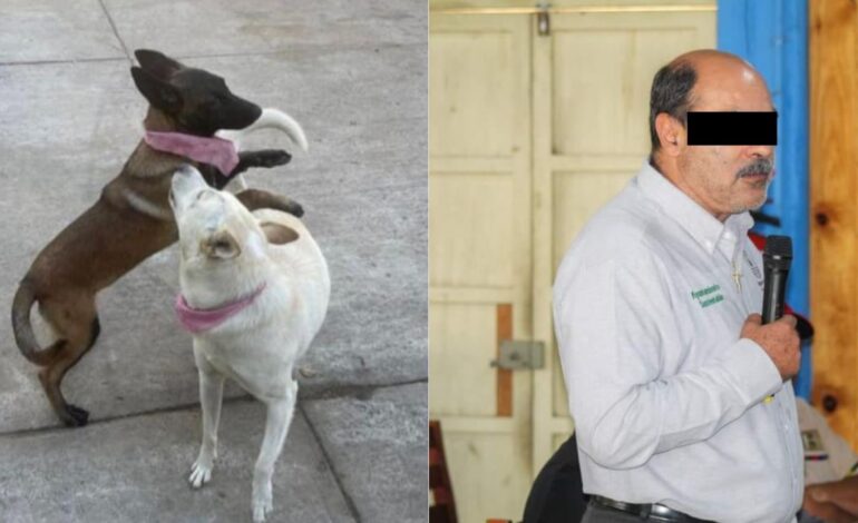 Acusan a alcalde de Tangancícuaro de asesinar a dos perritos, MICH