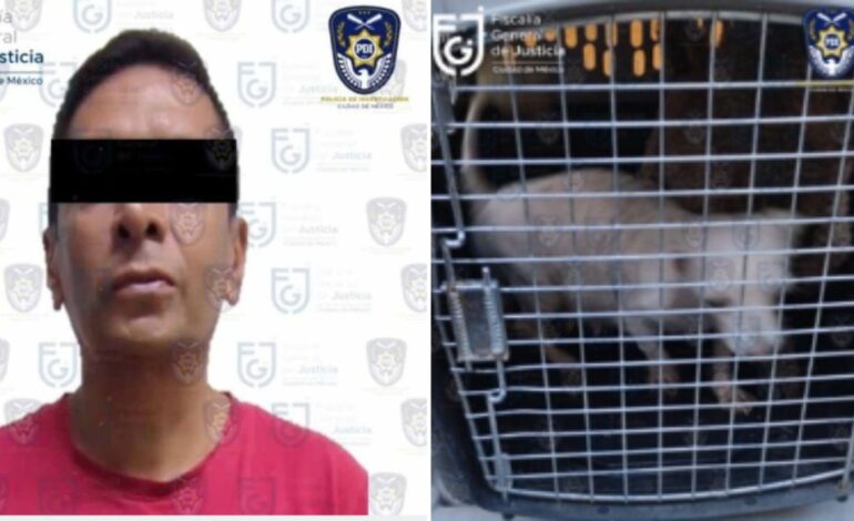 Rescatan a 6 perritos de maltrato en la Álvaro Obregón; hay un detenido