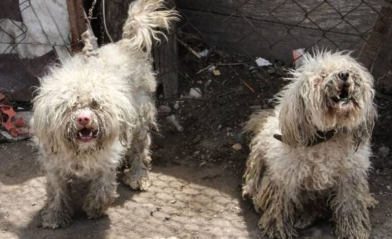 Rescatan a más de 100 perritos en refugio de Chihuahua