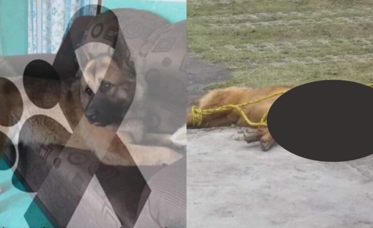 Vecinos de Nicolás Romera asesinan a perrito guía, en Edomex