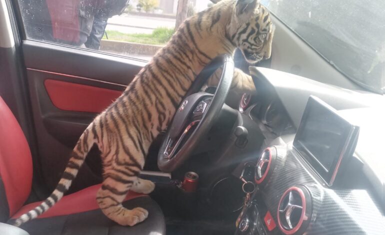 Policías de Nezahualcóyotl rescataron a un cachorro de tigre de bengala a bordo de un auto