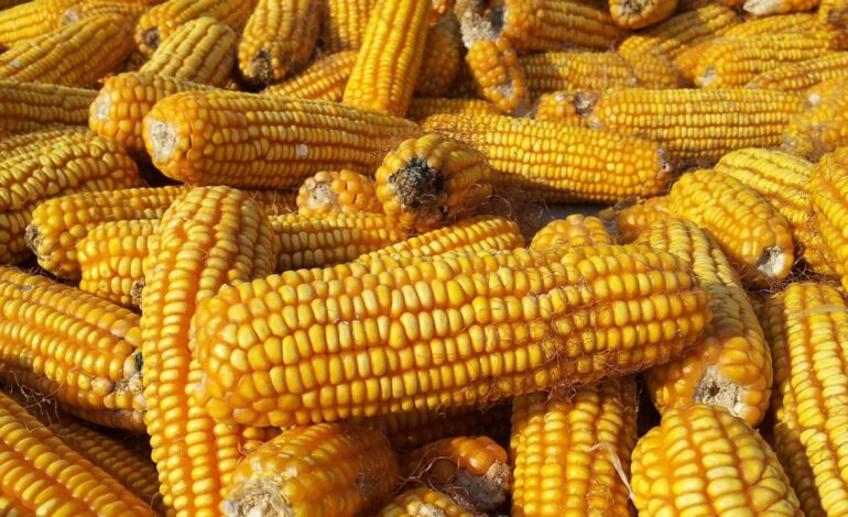 Canadá se suma a controversia de EUA por restricciones de México a importación de maíz transgénico