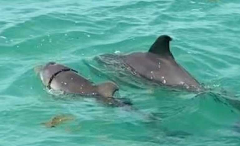 Salvan a delfín que tenía cuerda enredada en Quintana Roo