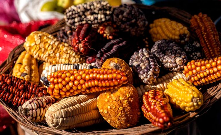 EUA solicita panel T-MEC por controversia de maíz transgénico