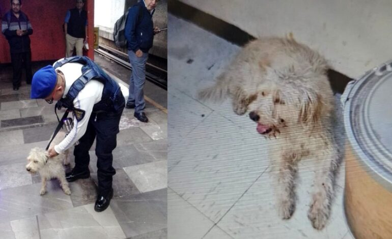 Perrito cae a las vías del Metro Pantitlán y lo rescatan del tren