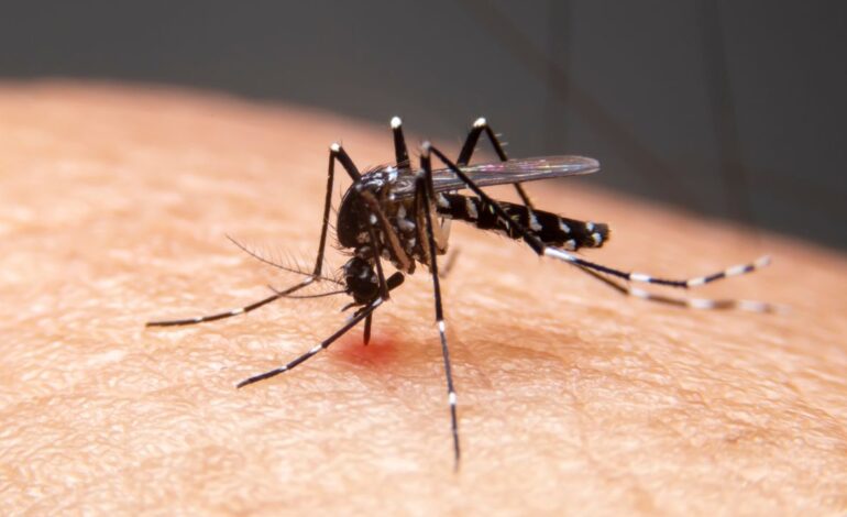 Aumenta casos de dengue en Oaxaca; van tres defunciones
