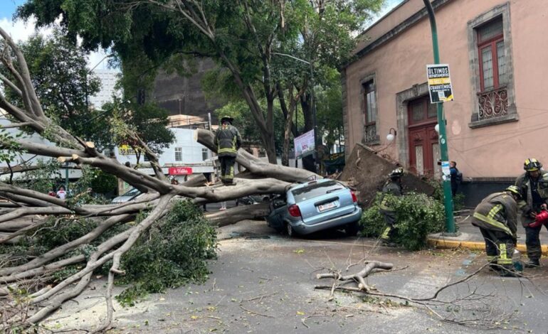 Enorme árbol cae sobre auto en la colonia Juárez