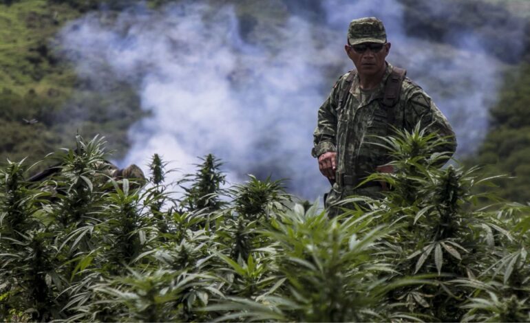 Sedena reporta decomisos récord de marihuana y cocaína en 2023