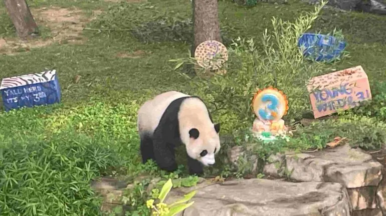Regresarán a China los últimos pandas gigantes que viven en EU